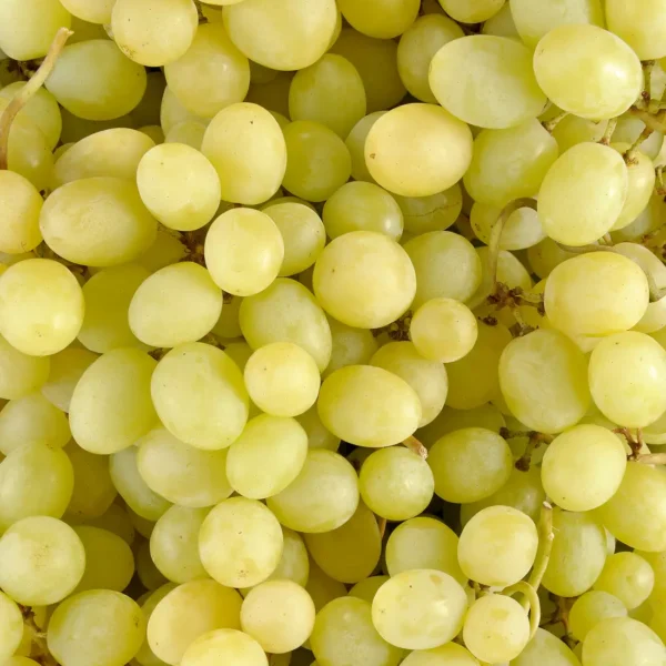 Le Raisin blanc sans pépin