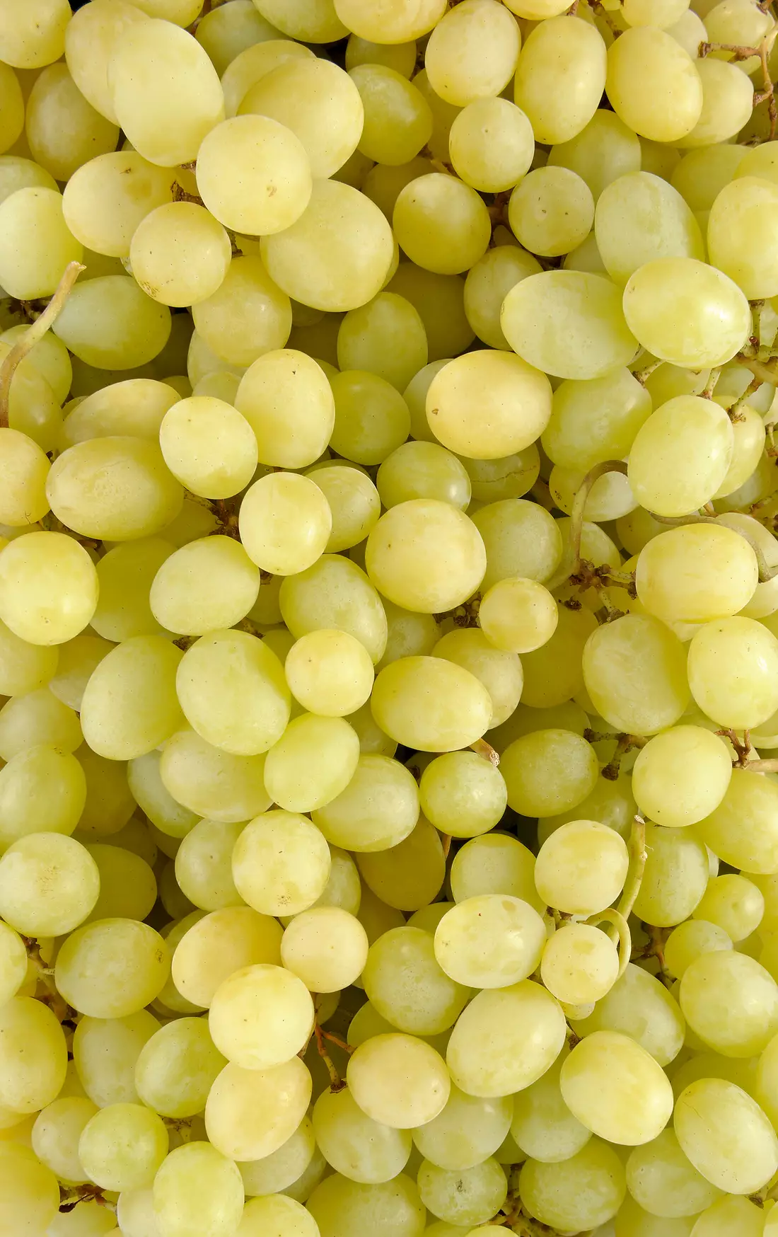 7705_RAISIN_BLANC Le Raisin blanc sans pépin – Image 1