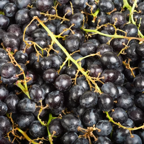 Le Raisin noir sans pépin