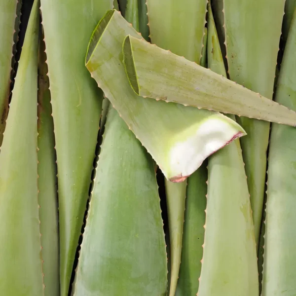 La Feuille d'Aloe vera