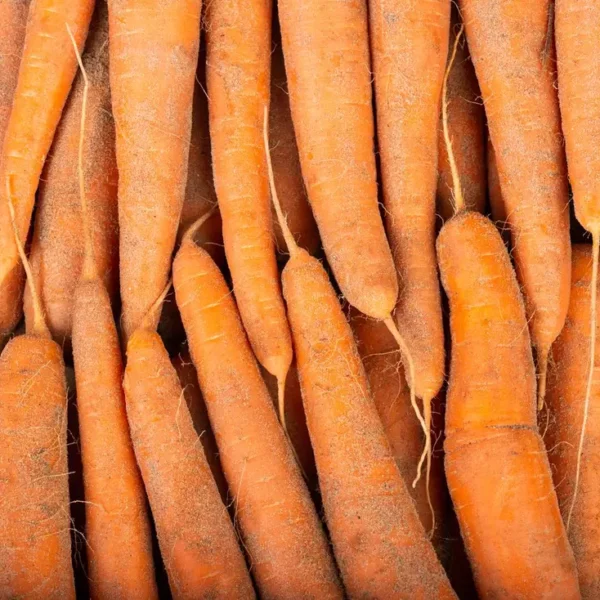 La Carotte non lavée