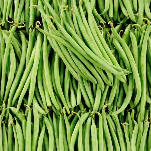 Le Haricot vert